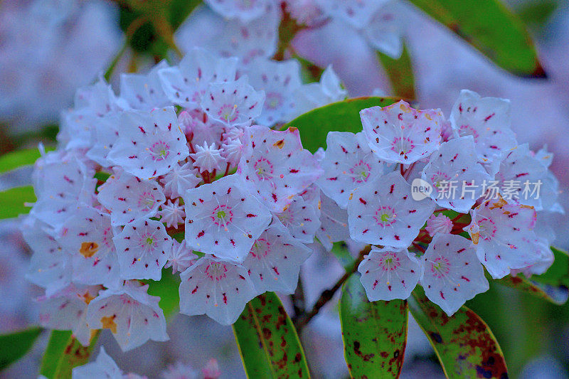 大叶菖蒲/山桂花